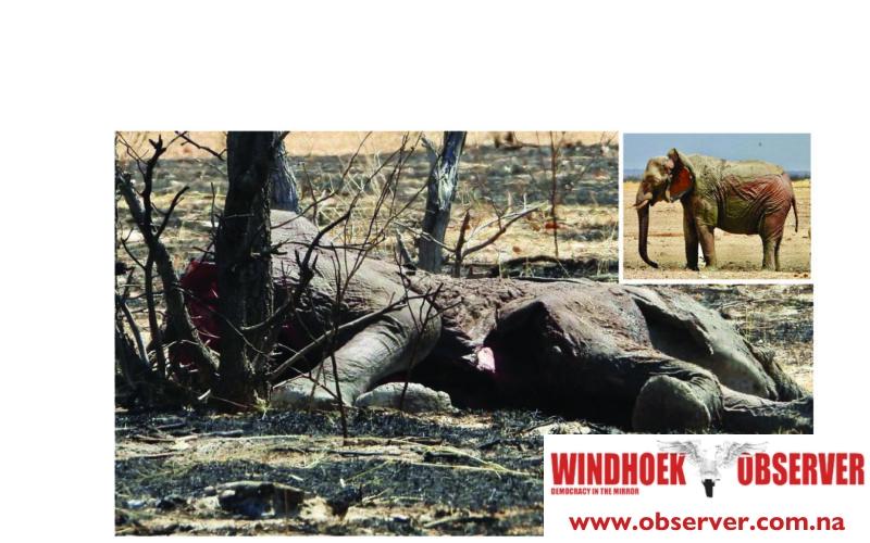 Zebras Seeking Shelter