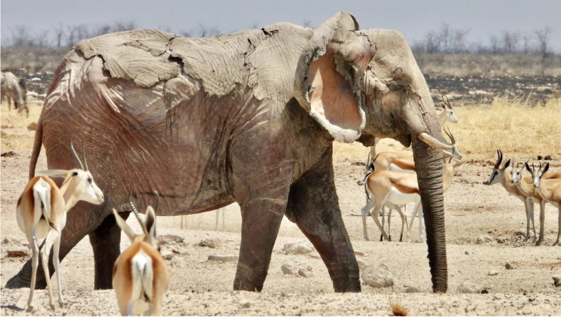 Elephants at Etosha